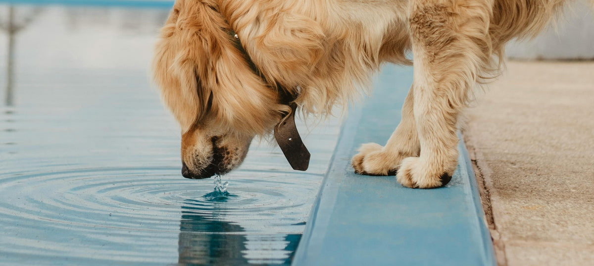 Dog Drinking from Reservoir