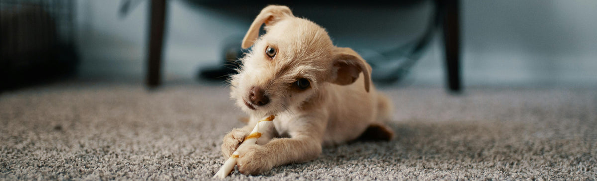 Nurturing Your Dog's Mental Wellbeing: Recognising Signs of Anxiety and Providing Support 🐾💕