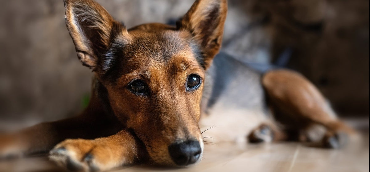 Top 10 Tips for First-Time Dog Owners š¾