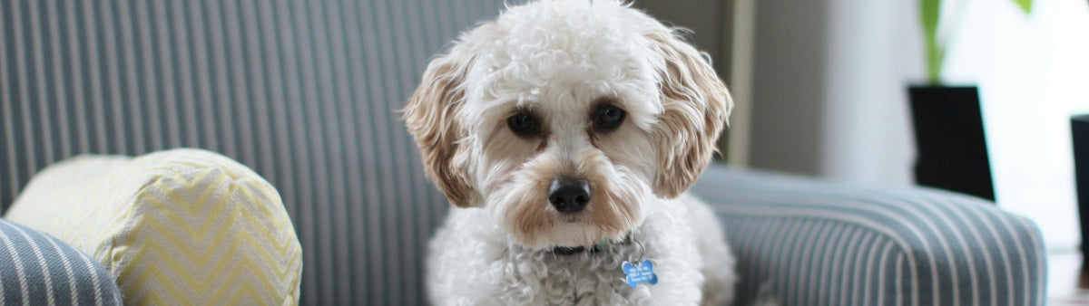Creating a Safe Haven: Dog-Proofing Your Home! š”š¾