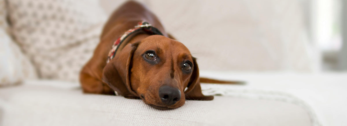 Decoding Canine Communication: What Your Dog is Trying to Tell You 🐾
