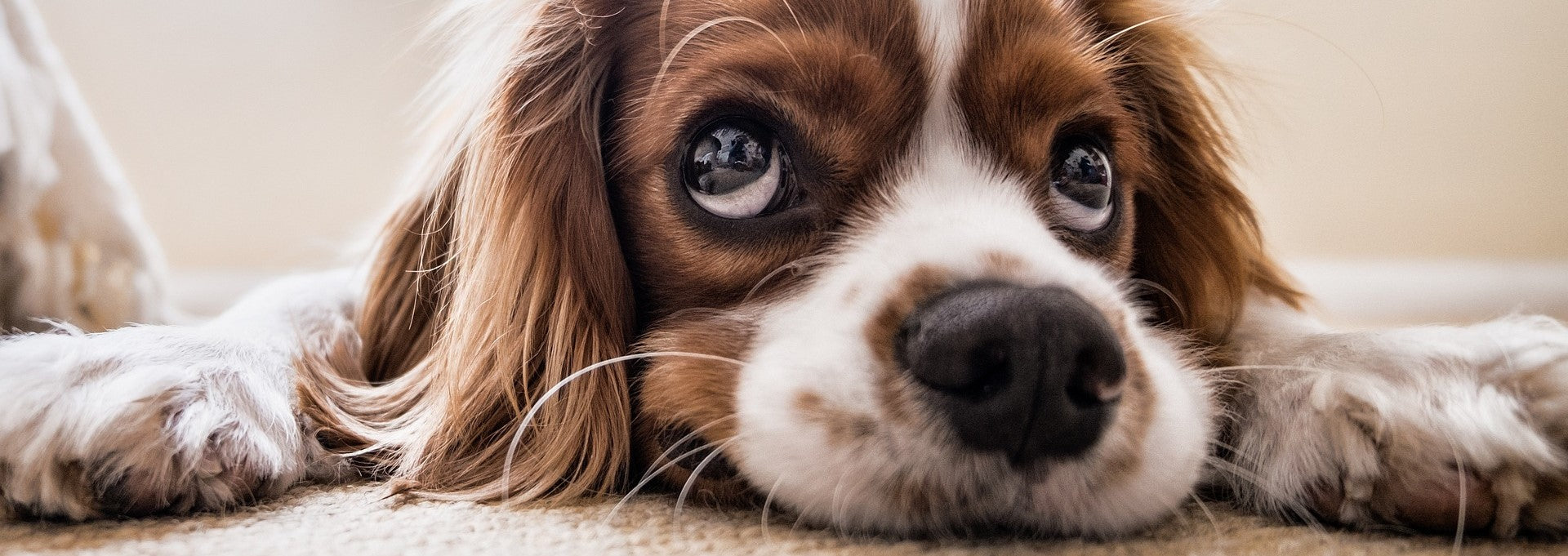 Exploring the Canine Mind: Understanding Dog Psychology and Instincts 🧠🐾