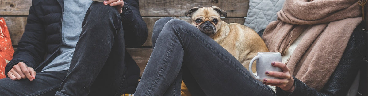 Fostering Dogs: How Temporary Homes Save Lives and Make a Difference 🐾💕
