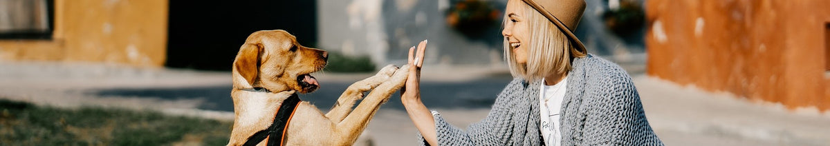 Mastering Puppy Training: Your Ultimate Guide to Success! ๐พ๐
