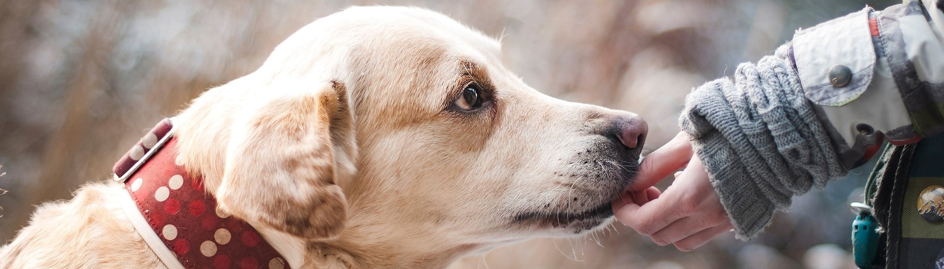 Delving into Dog Nutrition: Crafting Healthy Meal Plans for Your Canine Companion 🥩🥦