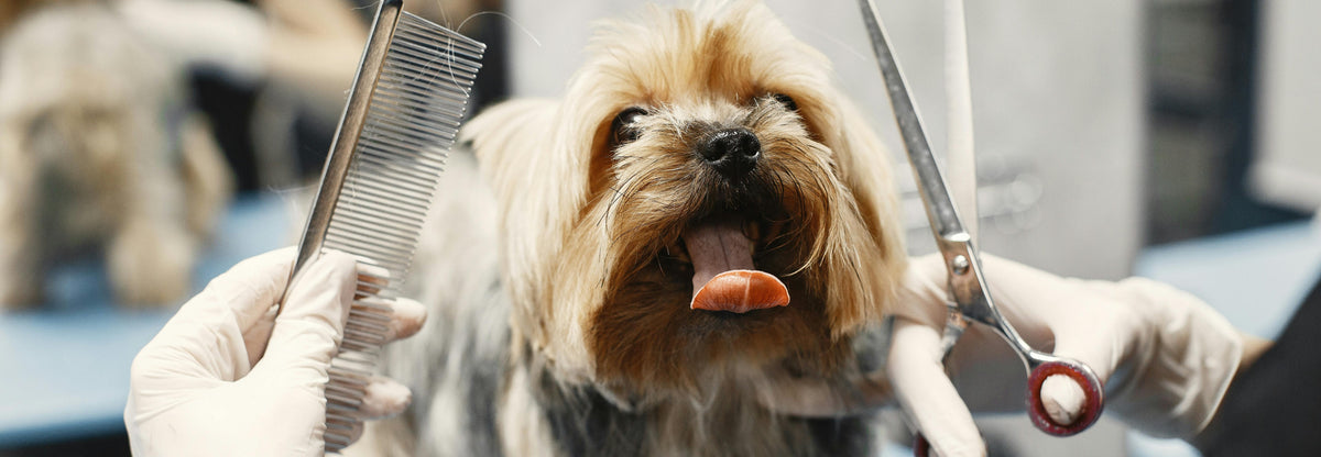 The Ultimate Dog Grooming Guide: Essential Tips and Tricks!🐾✨