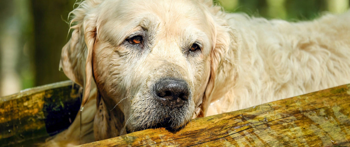 Expert Tips for Senior Dog Care: The Ultimate Guide 🐾👴