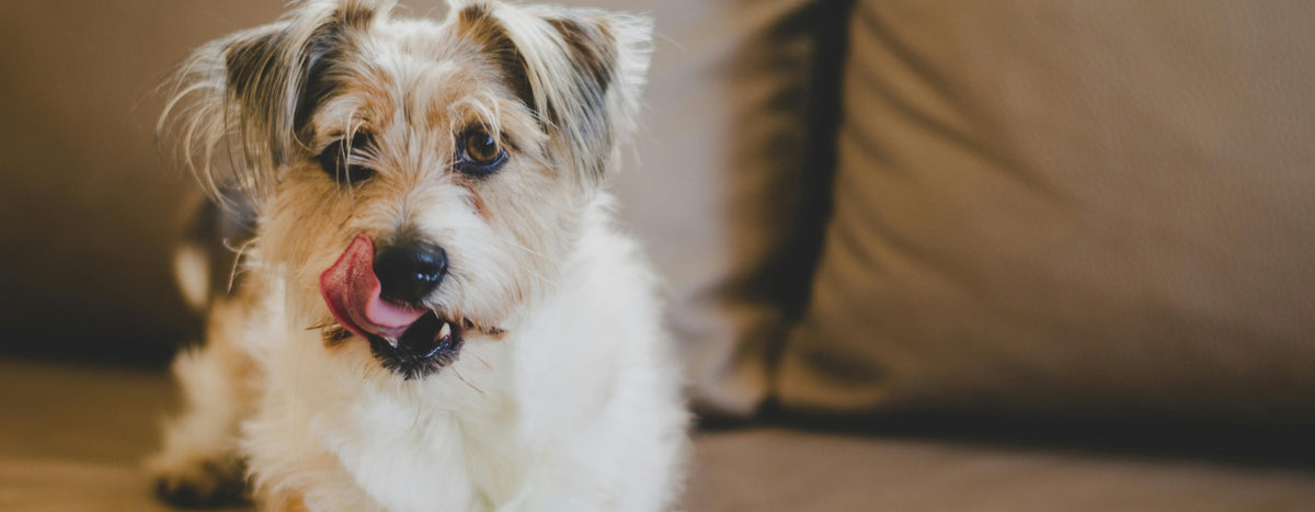 Top 10 Tips for Keeping Your Dog Happy and Healthy! 🐾