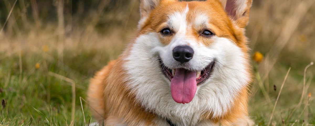 The Importance of Dental Care for Dogs: Keeping Your Pup's Smile Bright!🦷🐶
