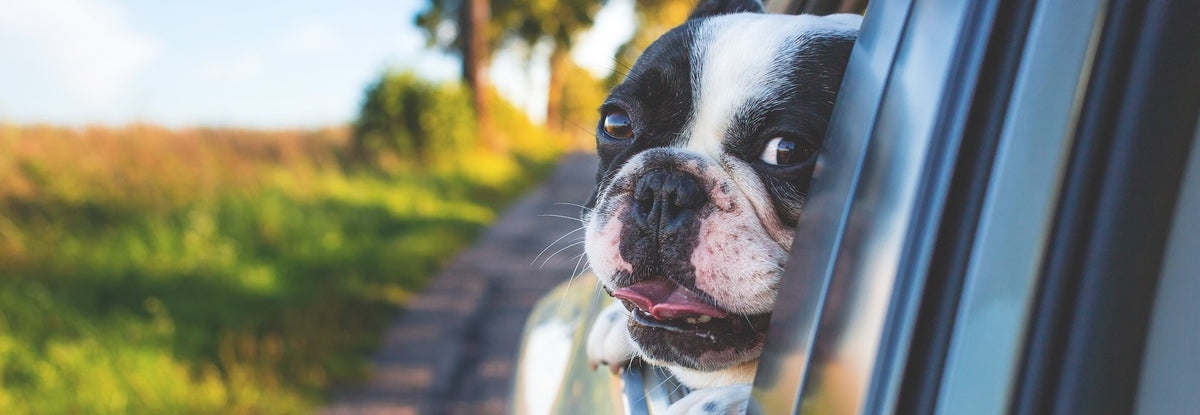Travelling with Your Dog: Discovering Dog-Friendly Destinations! 🐾✈️