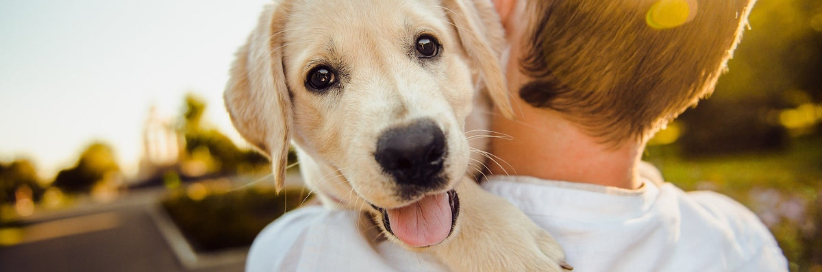 Natural Remedies and Therapies for Dogs 🌿🐾