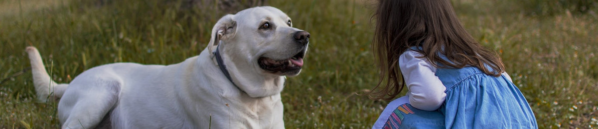 Unravelling the Mystery: Why Dogs Wag Their Tails! 🐾📖