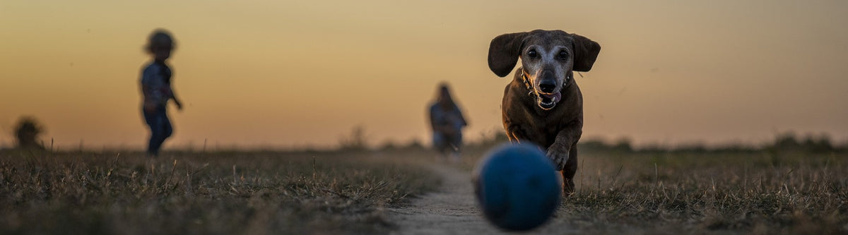Unleashing the Fun: The Importance of Exercise for Dogs! 🐾🏃‍♂️